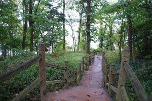 DSC_0085 (1)  